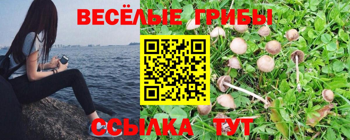 Галлюциногенные грибы Psilocybe Кировск